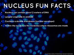 All animal cells and plant cells are eukaryotic cells (as opposed to the prokaryotic cells of eukaryotic cells are bigger and more complex than prokaryotic cells. The Nucleus By Tatiana90266