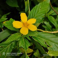 Image result for Turneraceae