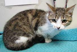 Don T Shop Adopt Here S A Look At Some New Arrivals At The Alexandria Animal Shelter That Are Now Available For Adop Pet Adoption Adoption Day Animal Shelter