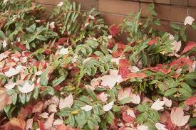 Image result for Melasma calycinum