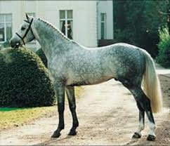 This Is My Dream Horse A Grey Dappled Irish Sport Horse Gelding Horses Dapple Grey Horses Warmblood Horses