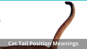 A tail can get bitten during a cat fight and, automobile accidents can easily lead to dislocated or broken tails. Cat Tail Position Meanings High Low Tucked Twitching And More