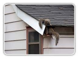 Termites cannot be effectively treated by a homeowner on their own. Advance Termite Pest Management