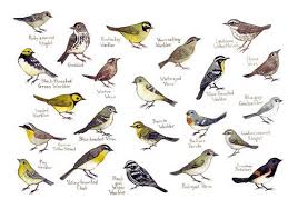 Warblers Field Guide Art Print Watercolor Painting Wall