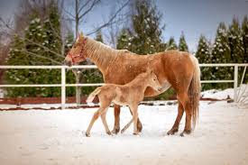 1 582 Newborn Horse Stock Photos Pictures Royalty Free Images Istock