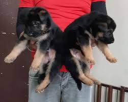 May 15 at 8:11 pm ·. Doberman Golden Ads July Clasf