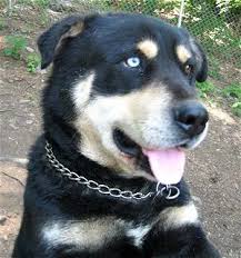 The idea of a rottweiler husky mix is something that many dog owners may struggle to get their so why mix the two together? Rottweiler Mixed With Husky Common Information