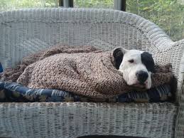 As such, many of these animals require serious medical attention, which we're happy to provide. Welcome To Maine You Fine Furry Friends Penbay Pilot