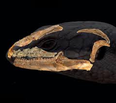 Image result for Crepidorhopalon schweinfurthii