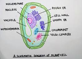 We did not find results for: Plant Cell Definition Structure Types The Virtual Notebook