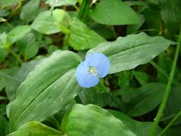 Image result for Commelina benghalensis
