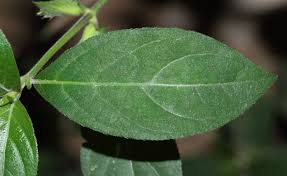 Image result for Barleria cristata