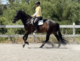 MaryBeth Young (@m.youngequestrian) • Instagram photos and videos