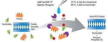 Both acgt and gat were accorded bionexus status by the malaysian biotechnology corporation sdn bhd in 2006 and 2009 respectively. Cornelius Chieng Account Manager Genomax Technologies Linkedin