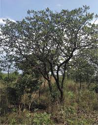 Image result for Uapaca nitida