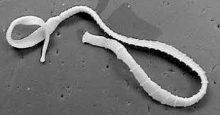 Image result for platyhelminthes