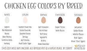 The perfect breed will depend on why you are getting black chickens. Chicken Egg Colors By Breed Silver Homestead