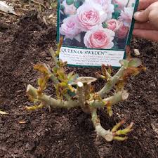 Queen of sweden (austiger) куин оф суиден. Rosa Austiger Syn Rosa Queen Of Sweden Rose Queen Of Sweden Shrub Uploaded By Chrissytin