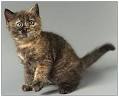 British Shorthair - Tortie | Cats | Breed Information | Omlet