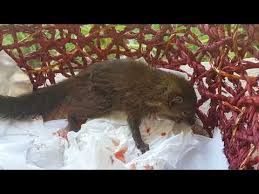 Wildlife rehabilitators are trained to care for baby squirrels and prepare them for release back into the wild, but you can help keep the baby alive while transporting him to one. Video Dying Squirrel