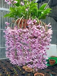 Image result for Anthospermum ammannioides