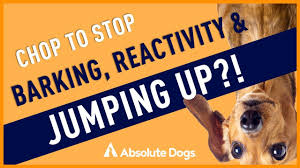 Thank you for your patients. Coupon To Get Dog Neutered 07 2021