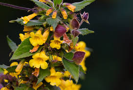 Image result for Phrymaceae