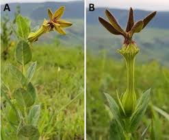 Image result for Ceropegia albipilosa