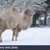 The arctic of the north is partly frozen ocean surrounded by mostly barren, and often frozen, land. Https Encrypted Tbn0 Gstatic Com Images Q Tbn And9gcqwbl10xlsxeg8b4m7yo 1gv3 Upuj5b5ziny0c37bub723rva Usqp Cau