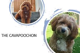 We did not find results for: The Cavapoochon The Ultimate Guide