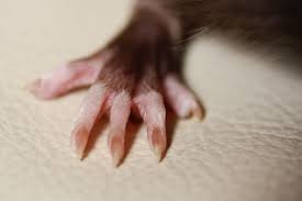 Delicate And Mischievous The Rat Hand Paw Five Little Fingers With A Thumb Cute Rats Rat Girl Rats