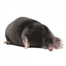 Is your online source for do it do my own is a small pest control products retailer which operates the website domyownpestcontrol.com. Do My Own Do It Yourself Pest Control Lawn Care Gardening Equipment Animal Care Products Supplies