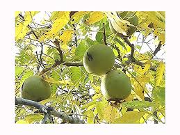 If you have a chance at harvesting black walnut trees, take it! Black Walnut Tree Juglans Nigra Stunning Autumn Colours Edible Fruit Wildlife Tree 40 50cm Tall Plant In A 9cm Pot Buy Online In Bosnia And Herzegovina At Bosnia Desertcart Com Productid 52671205