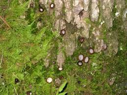 Image result for Humularia