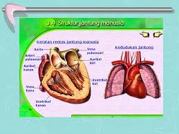 Keratan rentas arteri diet& senaman makanan seimbang hipertensi amalan untuk mencegah hipertensi diet dan senaman faktor utama penyakit hipertensi arteriosclerosis: Magic Danshen Plus à¸ª à¸‚à¸ à¸²à¸ž à¸„à¸§à¸²à¸¡à¸‡à¸²à¸¡ Facebook à¸£ à¸›à¸ à¸²à¸ž 71 à¸ à¸²à¸ž
