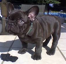 Features and shout outs available. French Bulldog Colors With Pictures Pets Kb