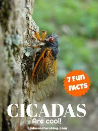 7 Cicada Facts For Nature Lovers Jake S Nature Blog Cicada Cool Insects Nature Lover