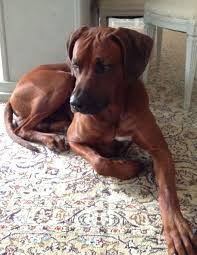 Pin On Rhodesian Ridgeback