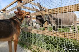 We travel all over the south of england including central london. 3 Dog Friendly City Farms In London The Londog