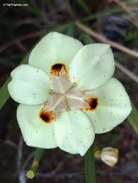 Image result for Dietes