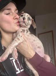 German Shepherds taking over their owners beds