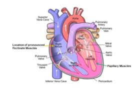 Starting at the upper end of the humerus and running all the way down to the pelvic girdle. Name The Ridged Bundles Of Muscle Found Projecting Inside The Right Atrium Lifeder English