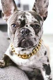 10 french bulldog puppy sculpture, statue, figurine, dog, pet memorial gift w/ free customizable bone chain. Cuban Link Gold Chain For Dogs Cute Baby Animals Rich Dog Super Cute Puppies
