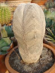 Light shade never full sun astrophytum myriostigma enjoys light and warmth. Plantfiles Pictures Astrophytum Bishop S Cap Bishop S Hat Bishop S Miter Cactus Onzuka Astrophytum Myriostigma By Cactus Lover