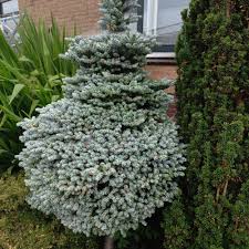 Image result for Vincetoxicum stenolobum