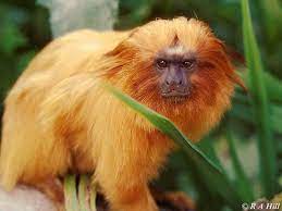 Golden Tamarin Golden Lion Tamarin Golden Lion Tamarin Golden Lions Lion