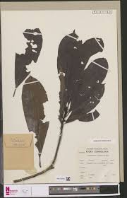 Image result for Pseuderanthemum ludovicianum