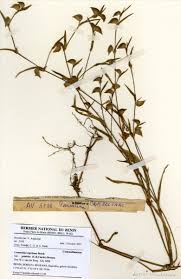 Image result for Commelina nigritana