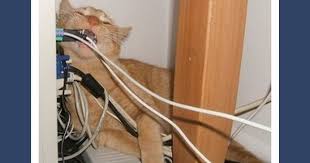 How to stop your cat chewing! How Do I Stop My Cat Biting Wires What To Do About Kitty Chewing Cords Cat Biting Cat Problems Cat Care