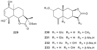 Image result for Siphonochilus parvus